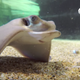 Image: Monterey Bay Aquarium